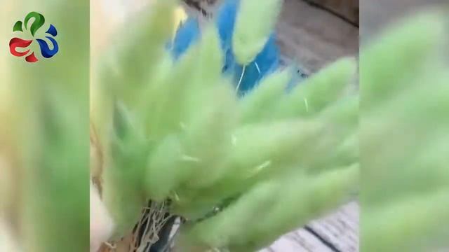 DIY dried flower bouquet ovatus lagurus dry flowers bunny rabbit tail grass for ho смотреть онлайн