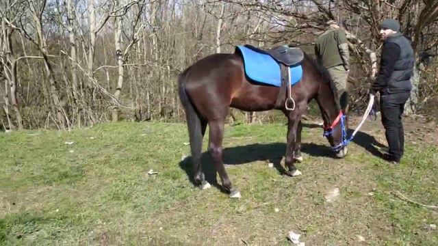Лошади Чечня на базаре в г.Урус Мартан (РЫНОК ЛОШАДЕЙ) смотреть онлайн