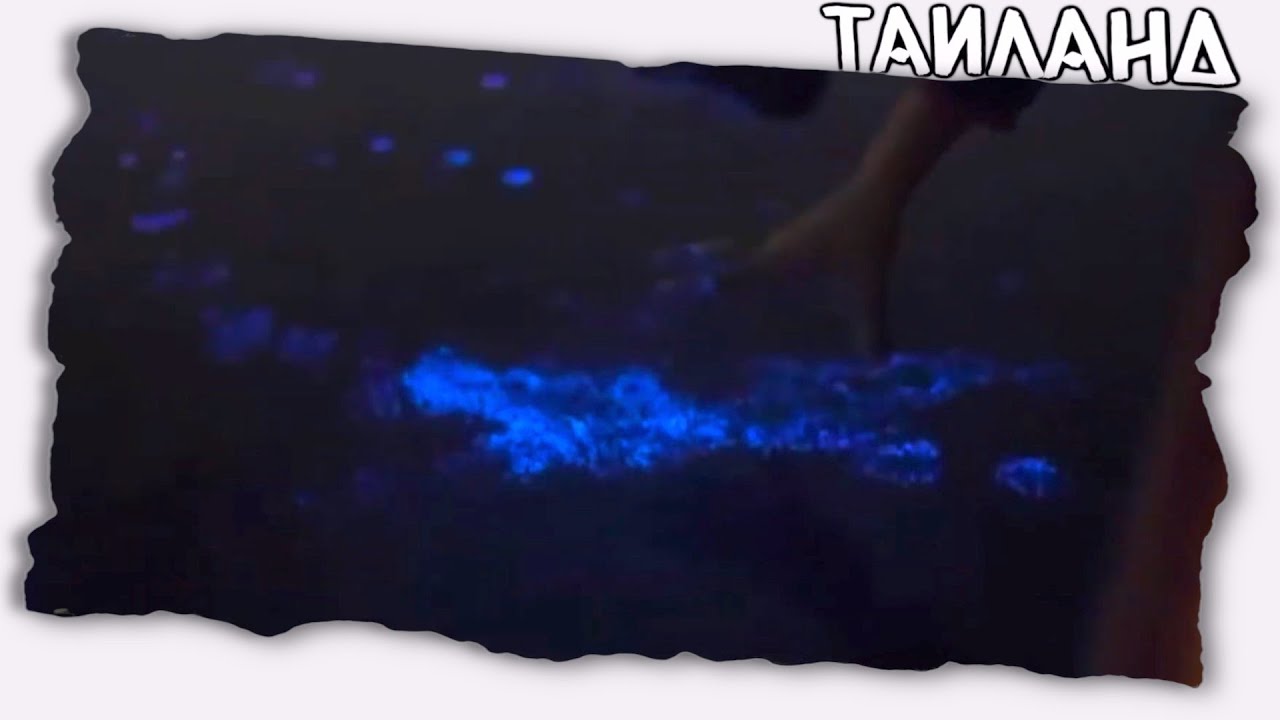 Неоновые морские чудики // Таиланд