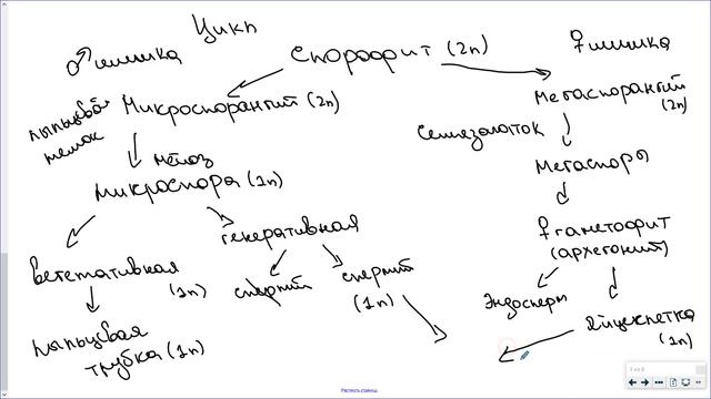 8_Отдел Голосеменные