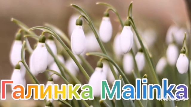 Ольга Уралочка live /Ого, любимый размерчик/Обзор Влогов /Уралочка и Сафар / смотреть онлайн