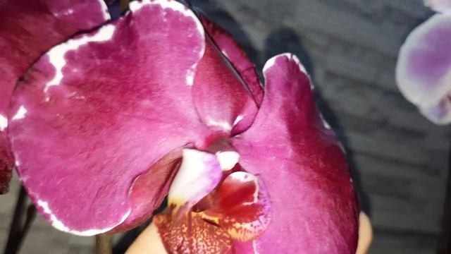 НОВЫЕ ПОКУПКИ ОРХИДЕЙ//11.03.24//