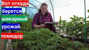 Секрет выращивания томатов - вкалываем с утра до вечера. Результат - обалденные кусты