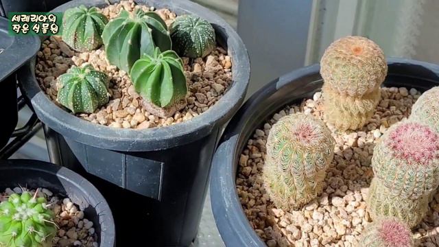 선인장 유묘들의 쉬운 겨울철 관리, Cultivation in winter, 파키포디움, 선인장 파종, 유묘 관리, 선인장 물주기, 다육파종, 아름다운 식물, 특이한 식물 смотреть онлайн