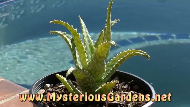 Aloe Squarrosa | Mysterious Gardens | AL0087