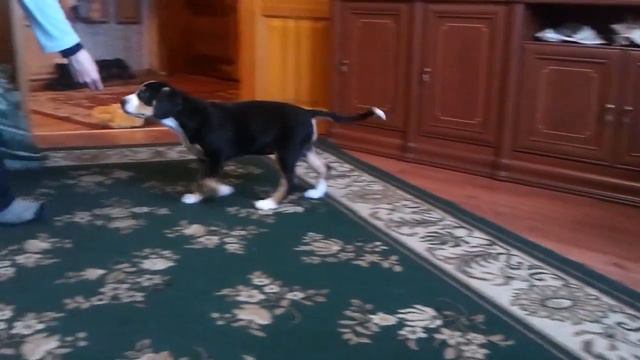 альянс смотреть онлайн