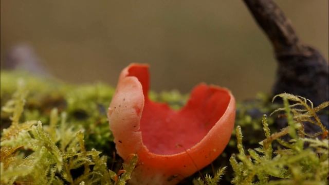 Sarcoscypha austriaca - Scarlet Elf Cup - Comestible sin valor смотреть онлайн
