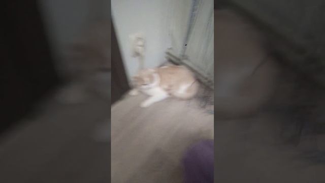 мой кот боится зонта :| #shorts #мякиш смотреть онлайн