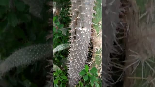 ШОК! Огромное колючее растение! смотреть онлайн