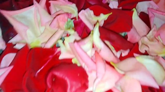 Семена Астр смотреть онлайн