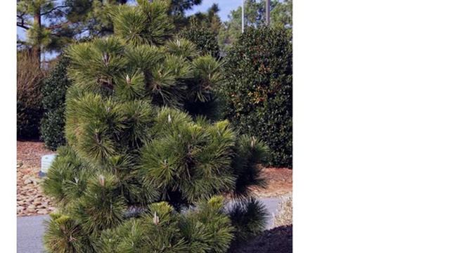 Семена сосны Тунберга купить продажа смотреть онлайн