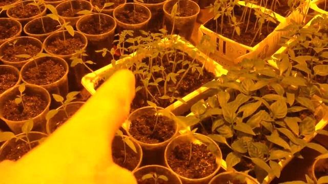 Теплица дома. Выращивание сладкого перца, помидор. Организация дополнительной подсветки. ДНАТ 250. смотреть онлайн