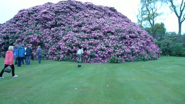 Monster Amazing Plant Rhododendron смотреть онлайн