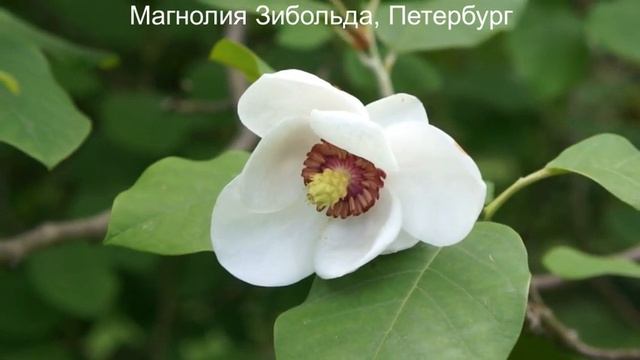 Зимостойкие магнолии - выращиваем в Петербурге. Магнолии кобус, Зибольда, огуречная или заостренная смотреть онлайн