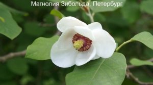 Зимостойкие магнолии - выращиваем в Петербурге. Магнолии кобус, Зибольда, огуречная или заостренная