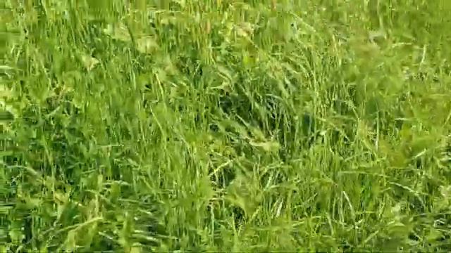 Гуляю по полю