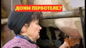 Приучение к дойке первотелок