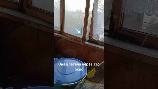 к нам на балкон залетела синица смотреть онлайн