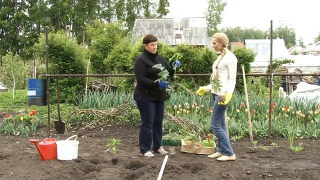 Дневник Садовода-Огородника 09.06.14 (16+) смотреть онлайн