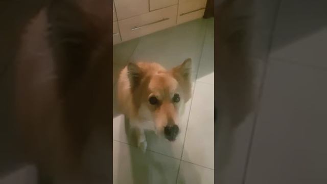 СОБАКА НЕ ХОЧЕТ НА ПОМОЙКУ. СТЫДНО. СМОТРЕТЬ. УМОРА смотреть онлайн
