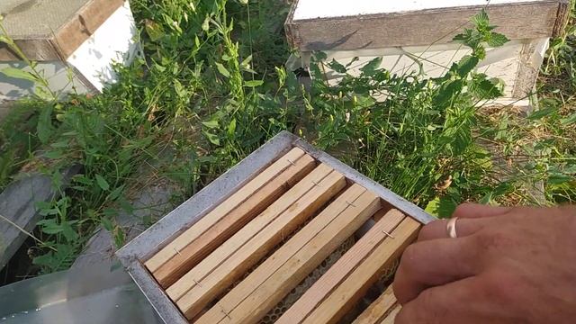 слёт нуклеусов только в плюс! пчеловодство! смотреть онлайн