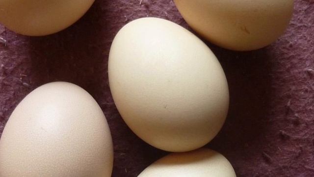 SILKIE CHICKEN AND AYAM CEMANI Comparison |Free range chickens| смотреть онлайн