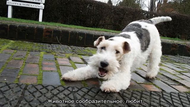 Фокстерьер жесткошерстный: описание породы