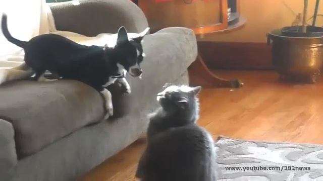 Кошка с собакой..Полный Угар. смотреть онлайн