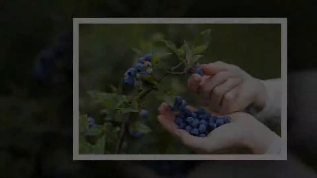 Голубика в лечении диабета и авитаминоза (golubika) смотреть онлайн