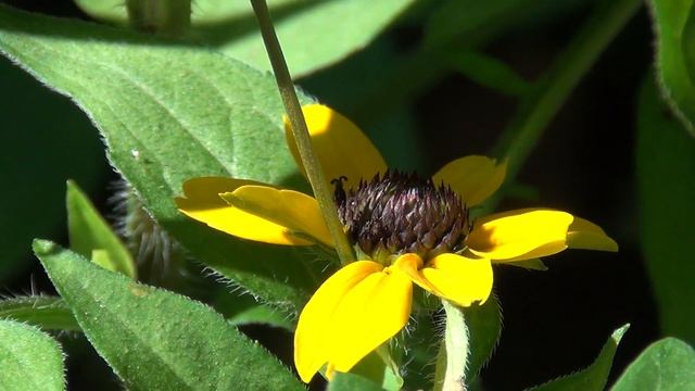 Sony HDR CX130E смотреть онлайн