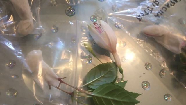 Новые приобретения! Фуксии! смотреть онлайн