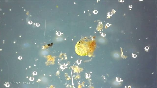 Bosmina pooing смотреть онлайн