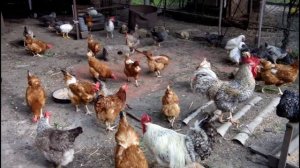 КОГДА ОБЪЕДИНЯТЬ ПОДРОСШИХ ЦЫПЛЯТ И ОСНОВНОЕ СТАДО КУР