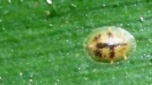 Главные вредители Цикламена. Спасаем цветок от вредителей.