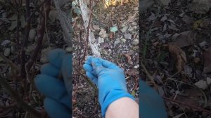 обрезка спрей, миниатюрных роз