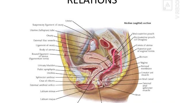 Anatomy of Rectum смотреть онлайн