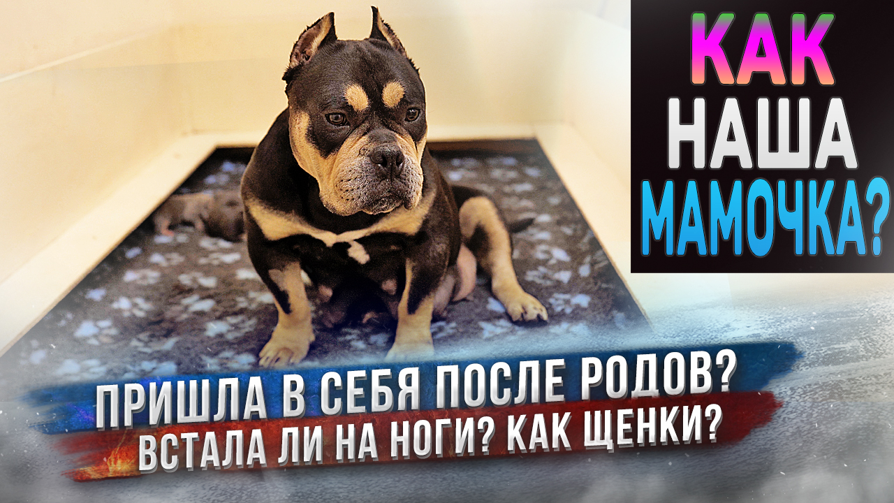 Первый день жизни щенков Американского Булли. Как мама собака и щенки? смотреть онлайн