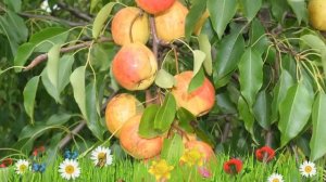 Груша плодовая Кафедральная ? Обзор: посадка и уход. крупномеры груши: описание и особенности