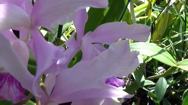 Cattleya orchid (laelia) Purpurata 'Pedreira' x (c. Lulu x c. Intermedia) смотреть онлайн