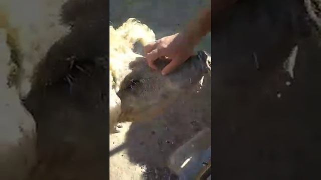 Свино-баран? смотреть онлайн