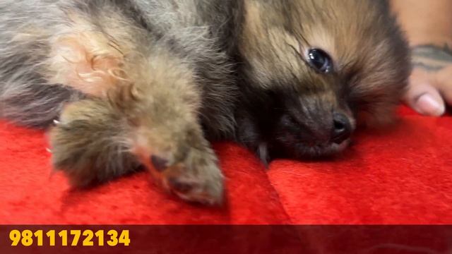 Cheapest Dog Market in Delhi/NCR| Dogs and Cats in Rs 699| All Breeds @VikasPetShops @Srvvlogs33 смотреть онлайн