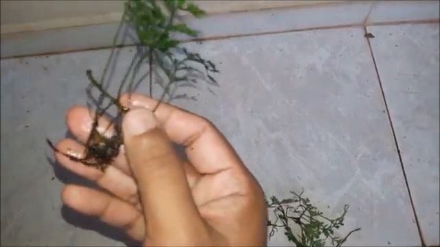 Mini Bolbitis fern for aquarium смотреть онлайн
