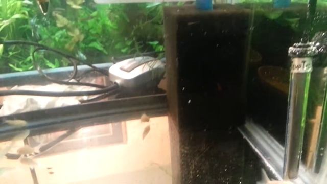 Albino Corydoras in QT смотреть онлайн