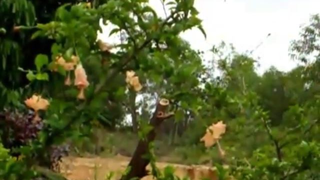 Hibiscus Flowers смотреть онлайн
