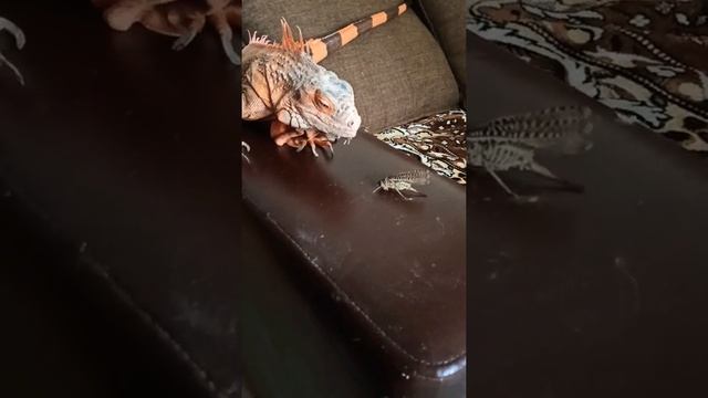 Игуана съела огромную саранчу,. смотреть онлайн