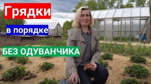 Как победить одуванчики на клубничных грядках и газоне, когда нет времени полоть.