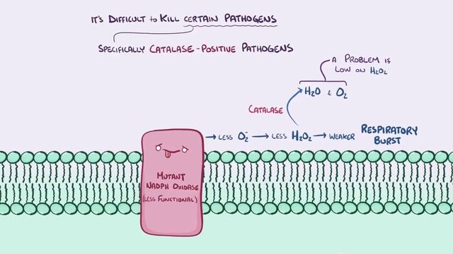 Chronic granulomatous disease - causes, symptoms, diagnosis, treatment, patholog.mp4 смотреть онлайн