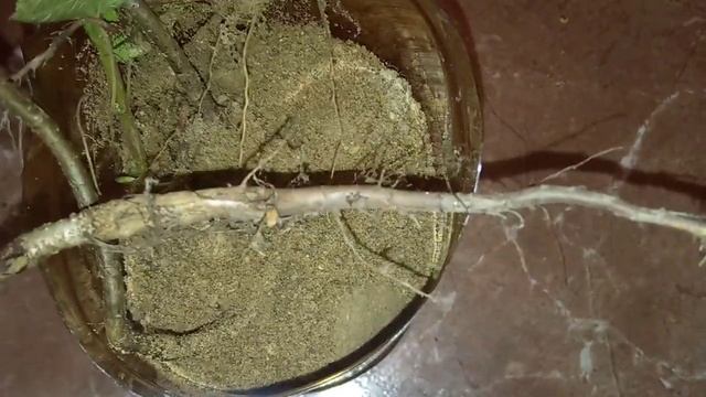 Орешник как посадить на садовом участке.Орешник как посадить осенью.Орешник как пересадить смотреть онлайн