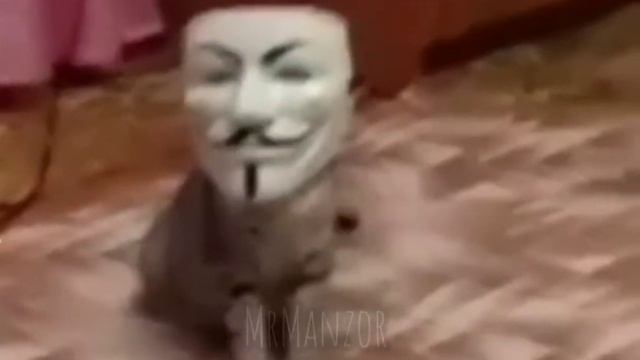 КОТ АНОНИМУС смотреть онлайн