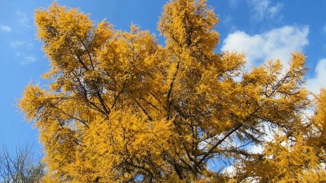 Улетело лето зацелованное смотреть онлайн